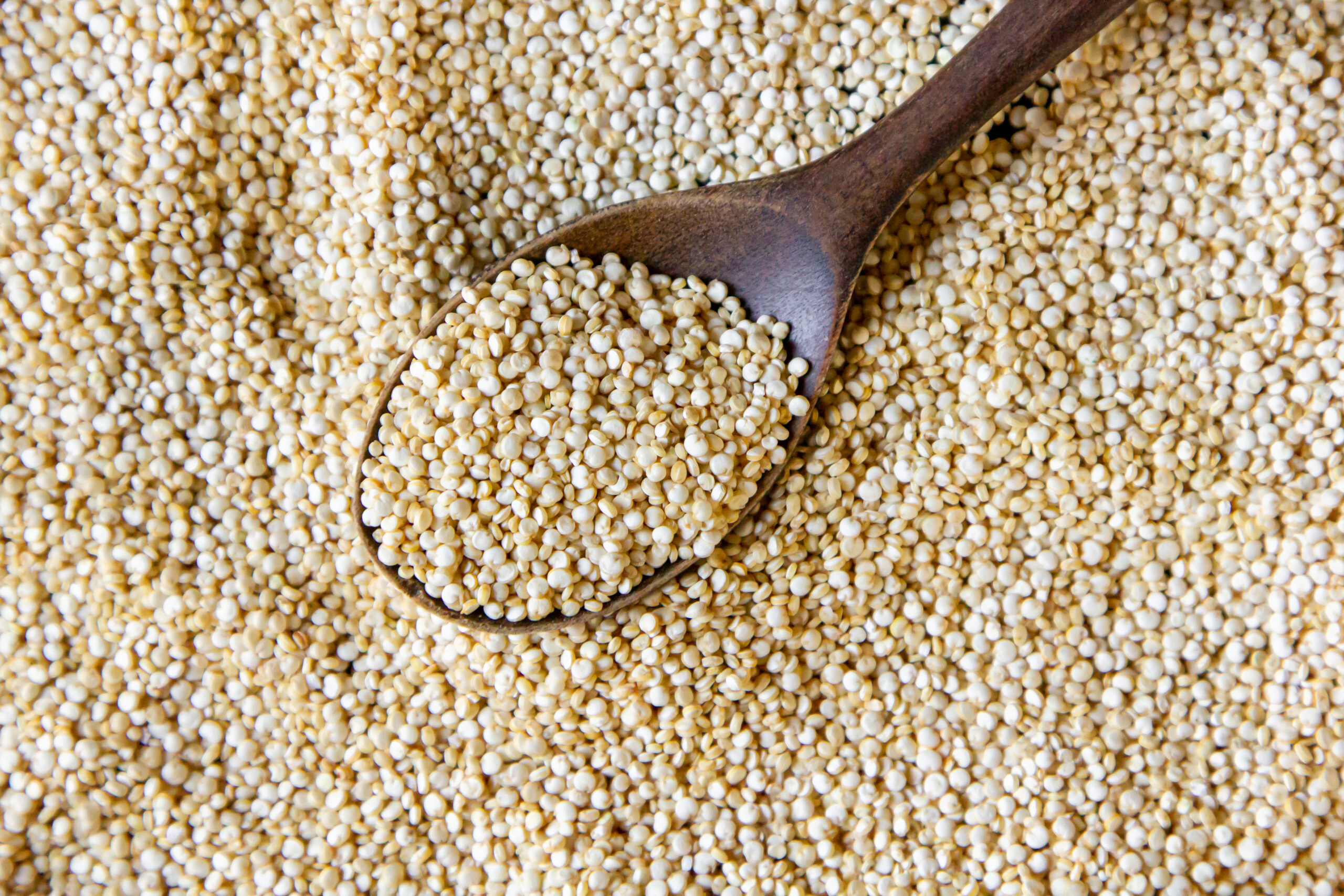 quinoa sans gluten