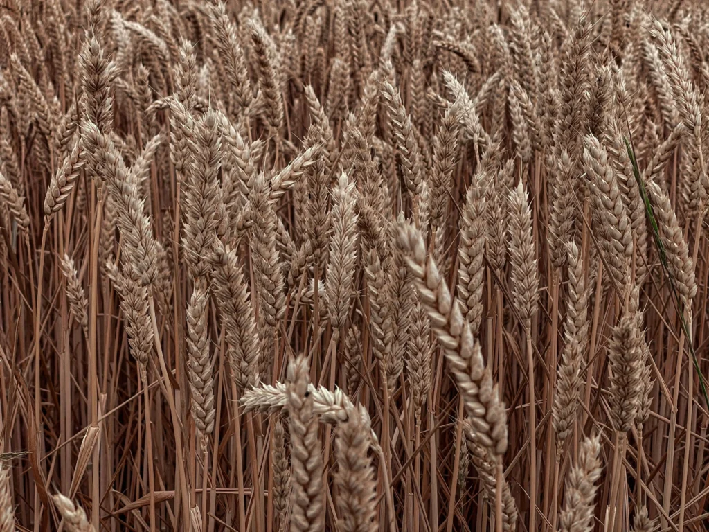 Gros plan sur un champ de blé mûr aux teintes dorées et brunes, montrant les détails des épis serrés.